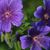 Margaret Johnson's profile image