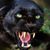 Dave Rockow's profile image