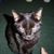 Little Lyons's profile image
