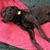 Sherrie Davis's profile image