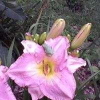 Paula Casteel's profile image