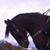 Sharon L Sarp's profile image