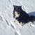Susan Albrycht Weyrich's profile image