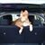 Sue Q Ayres's profile image