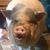 Denise Douglas's profile image