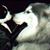 Carey Joe Howell's profile image