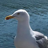 Lisa Raguso's profile image