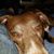 Tony Collette's profile image