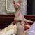 Robert English's profile image