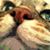 Nancy Linsenbigler's profile image