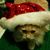 Melissa Cumpston's profile image