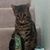 Sharon Harkins Lundstrom's profile image