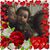 Toni Dewalt's profile image