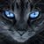 Don Gato's profile image