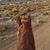 Lisa Welch Bones's profile image