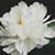 Bonnie Adamczyk Knoll's profile image