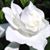 Sheila Sedler-Trapp's profile image