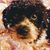Jen Brusetti's profile image