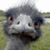 Dominic Cortella's profile image
