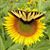 Angela Douglas's profile image