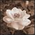 Jeanene Hunter's profile image