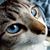 Jennifer N. Campbell's profile image