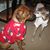 Lorraine Pedersen's profile image