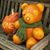 Sharon Bednarz's profile image