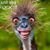 Lynn Derham's profile image