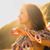 Gisella Ferreira's profile image