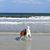 Genevieve Hickey Covington's profile image