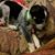 Diane Kossow's profile image