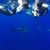 Lori Musemeche Lyman's profile image
