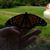 Linda Cihon's profile image