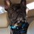 Moose TheFrenchie's profile image