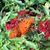 Constance Swartz Ruble's profile image