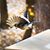 Linda Aulicino Andress's profile image