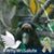 Delaine Duran's profile image