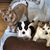 Janice Ritorto Caiazzo's profile image