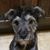 Jianna Caviness Whiteley's profile image