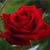 Abir Alatrach's profile image