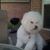 Daphne Peoples's profile image