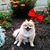Shirley Harrison Rogers's profile image