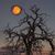 Sue Andreassi's profile image