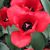 Rebecca Messer's profile image