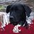 Jill A Swent's profile image