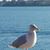 Kay Ruhland's profile image