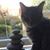Kelly Sue Nally-Carlsson's profile image