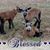 Gina Shaver's profile image