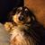 Debra L. Lundin Breseman's profile image